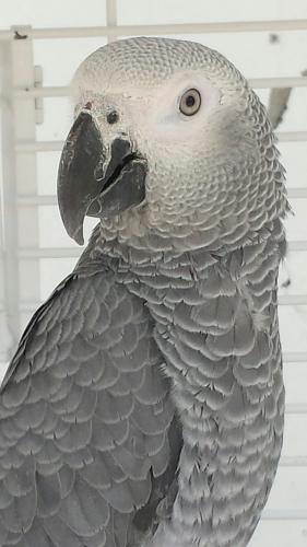 papagaio cinzento yaco em excelente estado cr - Imagen 1