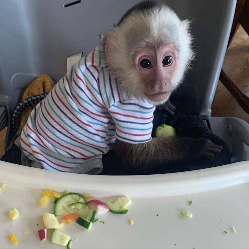   Macaco à venda macaco capuchinho macho te - Imagen 1