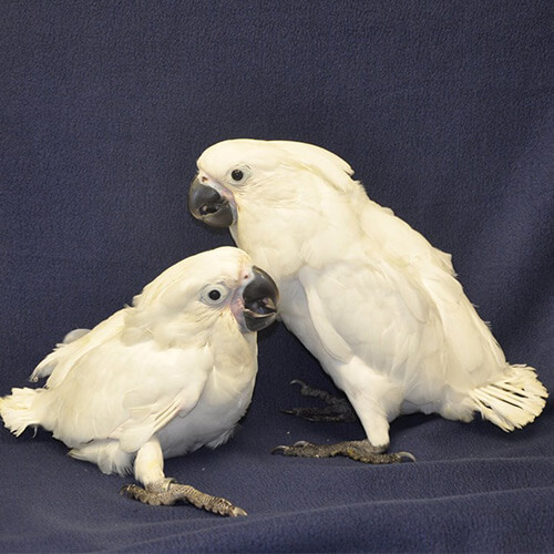 Aves de avirio sexadas por DNA papagaios r - Imagen 1
