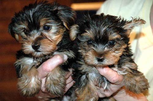 Dos sper lindo yorkie cachorros disponibles - Imagen 1