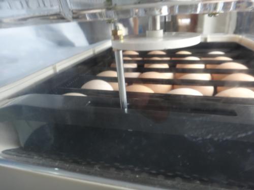 Chocadeira automatica 24 huevos - Imagen 2