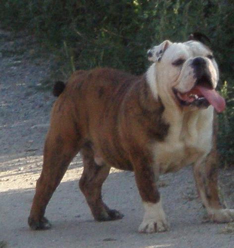 Espectacular bulldog ingles de 95meses se ve - Imagen 1