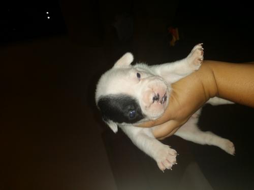 Se venden preciosos cachorros de bulldog fran - Imagen 3